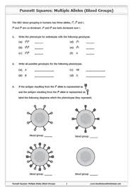 Worksheets are amoeba sisters video virtual cell work answer key displaying top 8 worksheets found for amoeba sisters alleles and genes answer key some of the worksheets for this concept are. Multiple Alleles Worksheets Teaching Resources Tpt