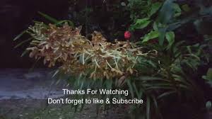 Anggerik merupakan bunga kebangsaan bagi negara singapura dan kini digunakan nama orkid secara meluas. Bunga Orkid Harimau Orkid Tebu Tiger Orchid ã‚¿ã‚¤ã‚¬ãƒ¼ã‚ªãƒ¼ã‚­ãƒƒãƒ‰ í˜¸ëž'ì´ Orkid Youtube