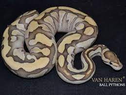 Amur Butter Cinnamon Desert Ghost Morph List World Of Ball Pythons Ball Python Ball Python Morphs Deserts
