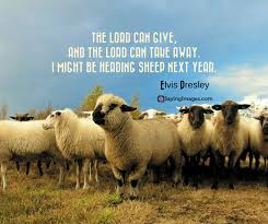 Sheep quotations by authors, celebrities, newsmakers, artists and more. Cute Sheep Quotes Best Of Forever Quotes