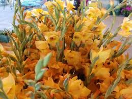 Image result for Gladiolus bellus