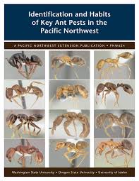 Identification And Habits Of Key Ant Pests In The Pacific