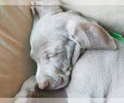 Originally bred for large game hunting, the more recent strains now enjoy rabbit hunting and bird hunting and they are dependable hunting companions. Puppyfinder Com Weimaraner Puppies Puppies For Sale Near Me In Pennsylvania Usa Page 1 Displays 10