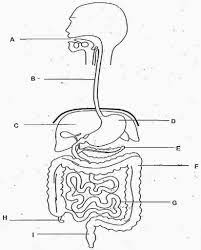 Digestive System Diagram No Labels Beautiful Blank Human Body Digestive System To Pi Digestive System Diagram Digestive System Worksheet Human Digestive System