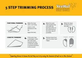 Image result for hoof disease chart for cow