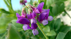 Cape cod residents take great pride in the flowers they grow in window boxes and gardens. Vmbtl2s1frosym