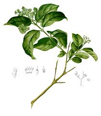 Image result for Premna velutina