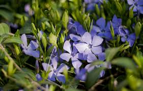 We hope you enjoy our growing collection of hd images to use as a background or home screen for your. Wallpaper Flowers Spring Periwinkle Images For Desktop Section Priroda Download