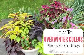 During cooler winter months, water only when soil is dry to the touch about 1 inch deep. Overwintering Coleus Indoors Winter Care Tips For Your Coleus Plants