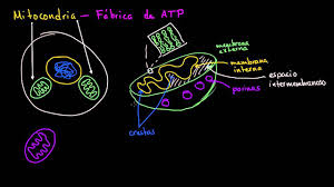 Mitocondria | La estructura de una célula | Biología | Khan Academy en  Español - YouTube