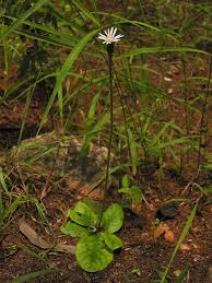 Image result for Gerbera piloselloides