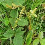 Image result for Neonotonia