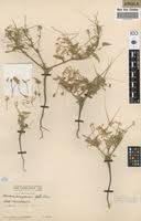 Image result for Monsonia senegalensis