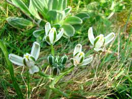 Image result for Albuca setosa