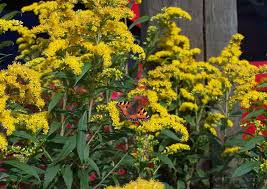 Die Goldrute Goldraute Solidago Zierstaude Heilpflanze Unkraut
