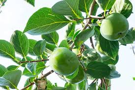 (one of the recommendations for prevention is to plant resistant the organic gardener's handbook of natural pest and disease control (bradley et al) describes peach leaf curl on p. How To Grow American Persimmons Gardener S Path