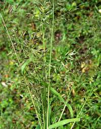 Image result for Eragrostis castellaneana