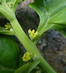Image result for Tetragonia calycina
