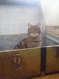89 Traveling Cats Ideas Cats Cats And Kittens Feline