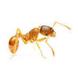 Pharaoh ant