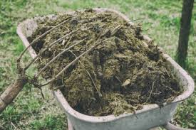 How to use fresh chicken manure in the garden. Different Types Of Animal Manure Pros And Cons Of Using Manure As Fertilizer