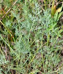 Image result for Afrosciadium