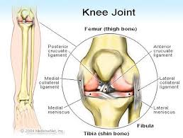 Torn Acl Symptoms Recovery Surgery New Mexico Orthopaedic Associates P C