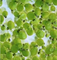 Image result for Spirodela