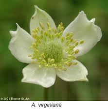 Image result for Anemone transvaalensis