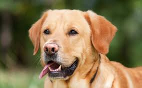 Teven hebben een schouderhoogte van zo'n 70 cm en wegen ongeveer 50 kg. Ferien Mit Dem Hund