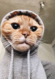 uploaded by 魏欣瑜 find images and videos about cute funny and cat on we heart it the app to get lost in what you cute animals baby animals cute baby animals