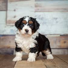 Find a bernedoodle puppy from reputable breeders near you in indiana. Gentle Giant Bernedoodles Home Facebook