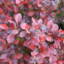 Image result for Berberis