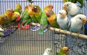 Harga lovebird violet jantan adalah rp. Daftar Harga Burung Lovebird Terbaru Januari 2021 Pengicau Net