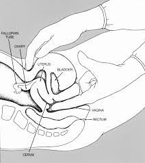 Bimanual Examination Inspection Palpation Osce Teachmeobgyn