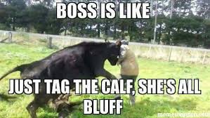 Or Dad Is Like Farm Humor Ranching Humor Show Cattle