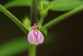 Image result for Justicia heterocarpa