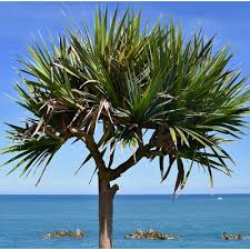 Image result for Yucca gigantea