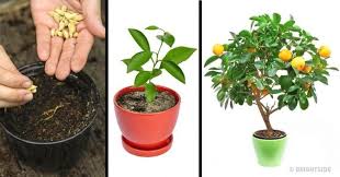 8 Fruit Trees You Can Grow From The Seeds And Pits Of Your Own Fruit Growing Peach Trees Fruit Trees Growing Plants