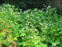 Image result for Rubus