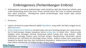 Tahap perkembangan embrio pada manusia secara berurutan. Sistem Reproduksi Serangga Ppt Download