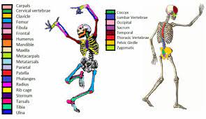 How Many Bones Are In The Human Body Thoracic Vertebrae Physical Therapy School Facial Bones