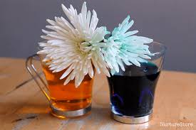 Color changing flowers lesson plan. Colour Changing Flowers Experiment Nurturestore