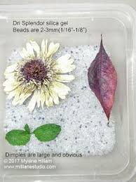 Activa flower drying art silica gel & gard dried material (floral) preservative. Drying And Preserving Flowers For Resin How To Preserve Flowers Diy Resin Flowers Dried Flowers Diy