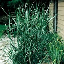 Image result for Panicum chionachne