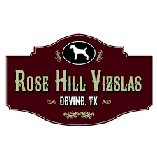 Vizsla puppies for sale and dogs for adoption in texas, tx. Rose Hill Vizslas Home