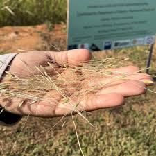 Australian native rice trial underway near Humpty Doo