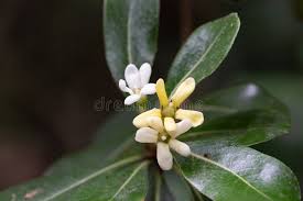 Image result for Pittosporaceae