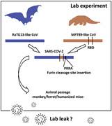 Rossana segreto, yuri deigin, kevin mccairn, alejandro sousa, dan sirotkin, karl sirotkin, jonathan j. The Genetic Structure Of Sars Cov 2 Does Not Rule Out A Laboratory Origin Scienceopen