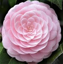 Pin On Flower